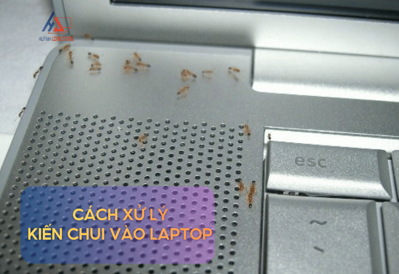 Tuyet Chieu Xu Ly Kien Chui Vao Laptop May Tinh An Toan Va Hieu Qua Tuc Thi